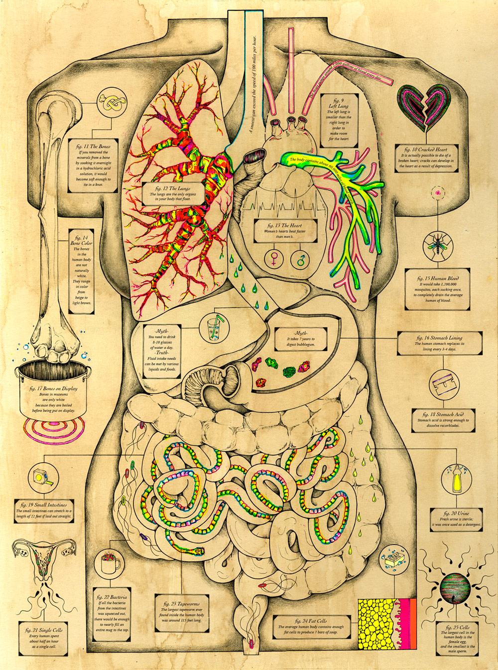 Featured image of post Cuerpo Humano Anatomia Wallpaper Organos del cuerpo humano sistemas del cuerpo cuidado del cuerpo anatomia musculos anatomia y fisiologia humana cuerpo humano anatomia medicina de emergencia